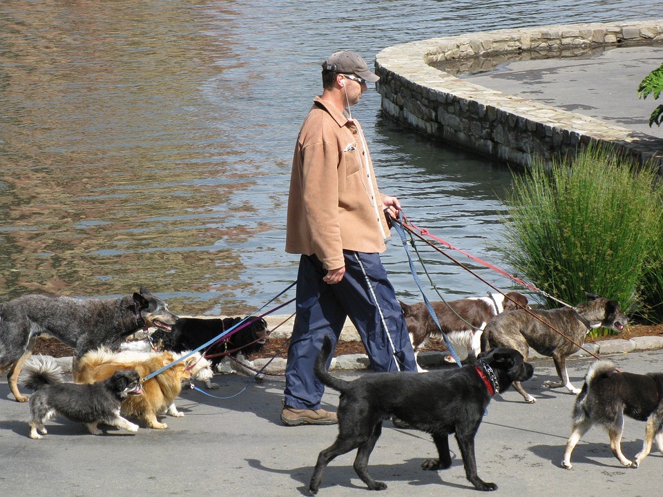Man walking lots of dogs