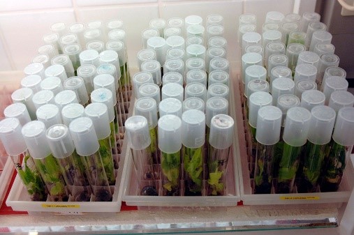 Plant breeding test tubes
